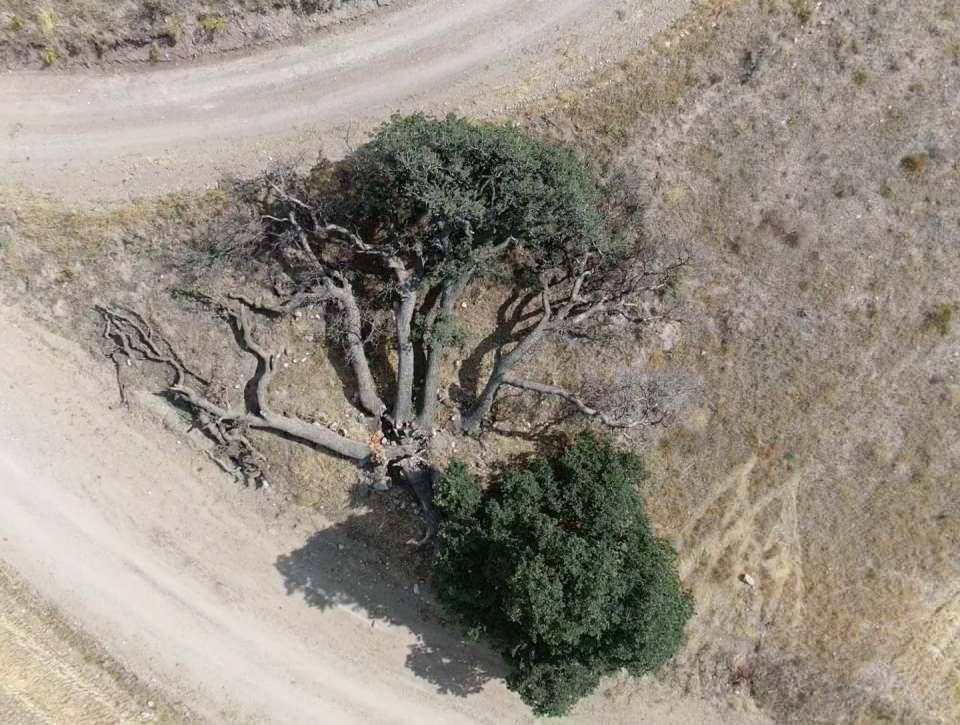 <p>Kayseri’nin Kocasinan ilçesinde 1700 yılında dikildiği rivayet edilen ve ‘7 kardeş’ olarak bilinen ağaçlara, halk arasında yayılan ‘bu ağacı yakarsan korkuturlar’ söyleminden dolayı kimse dokunamıyor.<br />
 </p>
