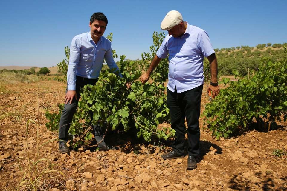 <p><strong>- "Bahçemde her türlü meyve ağacı var"</strong></p>
<p>Bulut, AA muhabirine, hobi amaçlı meyve yetiştirmeye karar verdiğini söyledi.</p>
<p>Araziye mahlep ağacı, daha sonra kiraz fidanı diktiğini ifade eden Bulut, "Manisa'dan üzüm çeşitleri getirdik. 1200 üzüm ektik. Bahçemde her vakit her çeşit meyve olsun dedim. Bahçemde her türlü meyve ağacı var." dedi.</p>
<p> </p>