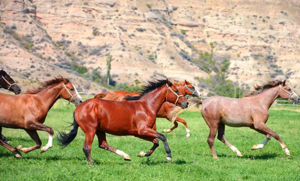 <p>Dünyadaki önemli safkan Arap atı yetiştiriciliği ve ıslahı merkezlerinden olan TİGEM'in yetiştiricilik faaliyetleri Karacabey, Anadolu ve Sultansuyu İşletmelerinde yapılıyor. TİGEM, 'koşu tayı' satışlarını Karacabey Tarım İşletmesi'nde, 'elit tay' satışlarını İstanbul Veliefendi Hipodromu'nda açık ihale usulü ile yapıyor. Bu yıl gerçekleştiren 3 yarış tayı mezatında toplam 171 baş safkan Arap atı satışı yapılarak, 18 milyon 866 bin TL gelir elde edildi.</p>
<p> </p>