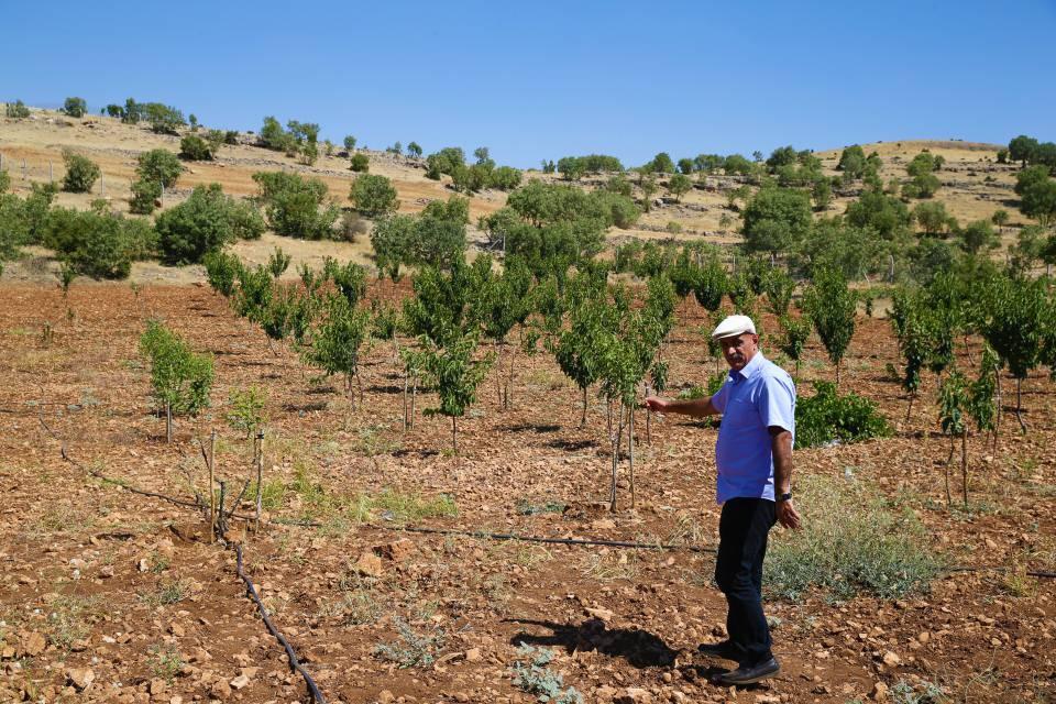 <p>Tarlayı yaklaşık 100 traktörle taştan temizleyen Bulut, sulama için sondaj kuyusu açtı ve güneş enerji sistemi kurdu.</p>
<p> </p>