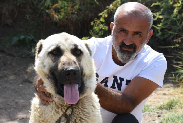 <p>Sivas Doğal Irk Kangal Köpeği Sevenler ve Koruyanlar Derneği Başkanı ve köpek uzmanı Orhan Yalçınkaya, dünyaca bilinen Kangal köpeklerinin içgüdüsel olarak hareket eden bir ırk olduğunu belirterek, sahibinin salgılamış olduğu adrenalinin durumuna göre tepki verdiğini söyledi. </p>