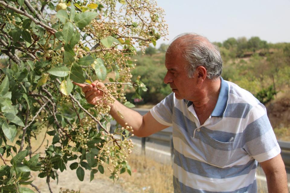 <p>Dolayısıyla bıttım ağaçlarının sayısı azalınca üretim tüketimi karşılayamaz hale geldi. Ve her geçen yıl bıttım fiyatı neredeyse altın fiyatlarıyla yarışacak kadar yükseliyor. Yeni mahsul toplanmamış, çünkü ekim ayının sonlarında toplanıyor. </p>
