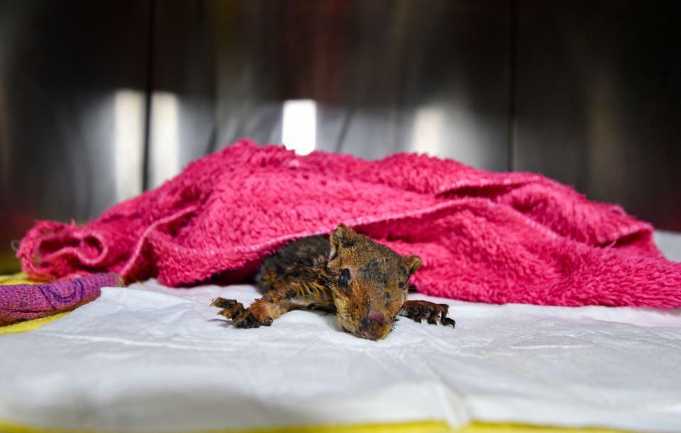 <p>Manavgat'ta, 10 gün süren orman yangınlarında binlerce hayvan öldü. Söndürme çalışmalarında fark edilerek kurtarılan hayvanların ise tedavilerine devam ediliyor. </p>
