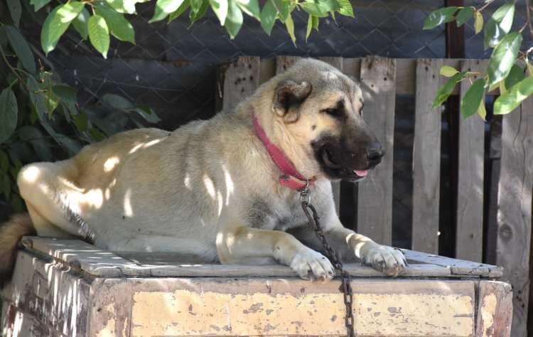 

<p>Sivas Doğal Irk Kangal Köpeği Sevenler ve Koruyanlar Derneği Başkanı ve köpek uzmanı Orhan Yalçınkaya, Kangal köpekleri hakkında DHA’ya özel açıklamalarda bulundu. </p>
<p>” _msthidden=”A” _mstalt=”20897240″ _msthash=”89″><br />
						</figure>
</p></div>
<div>
<p>						<!-- Gallery Item - Header --></p>
<div>
							<!-- Page - Count --></p>
<p><span _mstmutation=