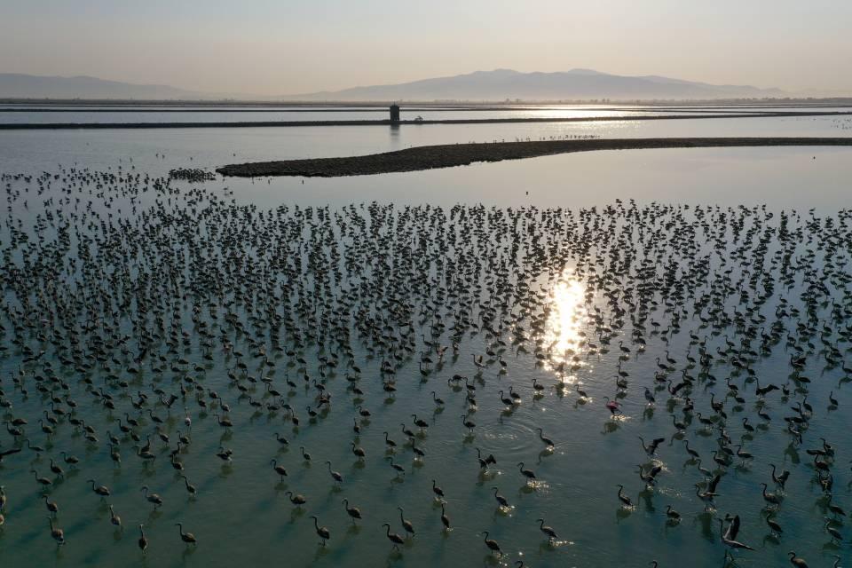 <p>İzmir Doğa Koruma ve Milli Parklar Müdürlüğünce her sene üreme dönemi öncesi adanın rehabilitasyonu yapılarak, toprağı flamingoların yuva yapmasını kolaylaştırmak için çapalanarak yumuşatılmaktadır. </p>