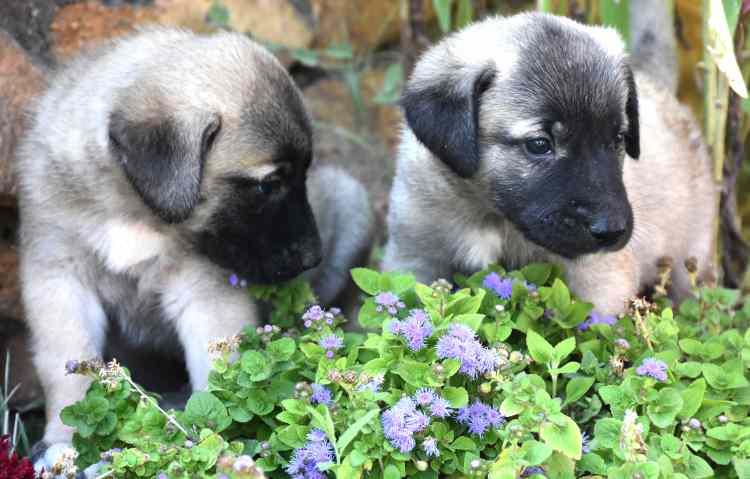 

<p>Gelen yabancı bir hayvan ise havlama şekli daha da farklıdır. Yani öyle bir canlı ki sahibinin aracının sesini dahi tanıyor. Zeka kapasitesi de çok yüksek bir canlı bu yüzden Kangal köpeğinin özel olduğunu düşünüyoruz. Suyu bitmiş bir Kangal bunu dil hareketleriyle sahibine anlatır. Karnı doymamışsa vücut hareketleriyle sahibine bunu anlatır. Bu hayvanların dilini anlıyorsanız aslında sizinle konuştuklarını da hissediyorsunuz. Hepsi kendini ifade edebiliyor. Bizlerle iletişim kuran, konuşmaya çalışan canlılar bunlar" diye konuştu.</p>
<p> </p>
<p>” _msthidden=”A” _mstalt=”198932318″ _msthash=”102″><br />
						</figure>
</p></div>
<div>
<p>						<!-- Gallery Item - Header --></p>
<div>
							<!-- Page - Count --></p>
<p><span _mstmutation=