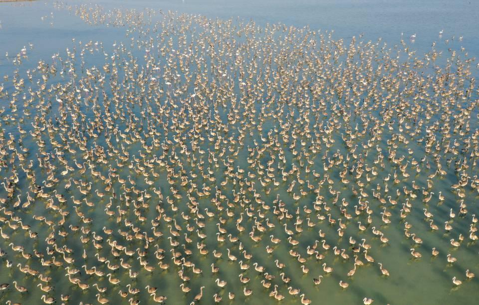 <p>Dünyanın önde gelen yapay üreme adalarından birine sahip İzmir Kuş Cenneti'nde 2 ay önce yumurtadan çıkan yaklaşık 18 bin flamingo, uçmak için "kreş"te kanat çırpmaya başladı.<br />
 </p>
