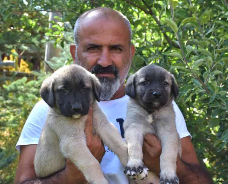 

<p>Kangal köpeklerinin özel bir ırk olduğunu söyleyen Yalçınkaya, "Kangal Köpeği gerçekten de diğer köpek ırklarından çok faklı özelliklere sahip canlılar. Aktif çalıştığı sürüde, bulunduğu evde ya da arazide sahibinin istek ve arzularını anlayıp ona göre içgüdüsel olarak davranıp, o alanı koruyabilen bir canlıdır. </p>
<p>” _msthidden=”A” _mstalt=”71718465″ _msthash=”92″><br />
						</figure>
</p></div>
<div>
<p>						<!-- Gallery Item - Header --></p>
<div>
							<!-- Page - Count --></p>
<p><span _mstmutation=