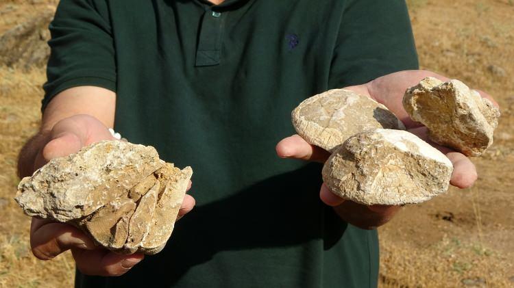 <p>Bulanık ilçesine bağlı Akçaarmut köyü yakınlarında fosillerle ilgili incelemelerde bulunan Dr. Dölek, elde edilen omurgasız deniz canlıları fosillerini yaş, tür ve cins tayini için paleontologlara gönderecek.</p>

<p> </p>
