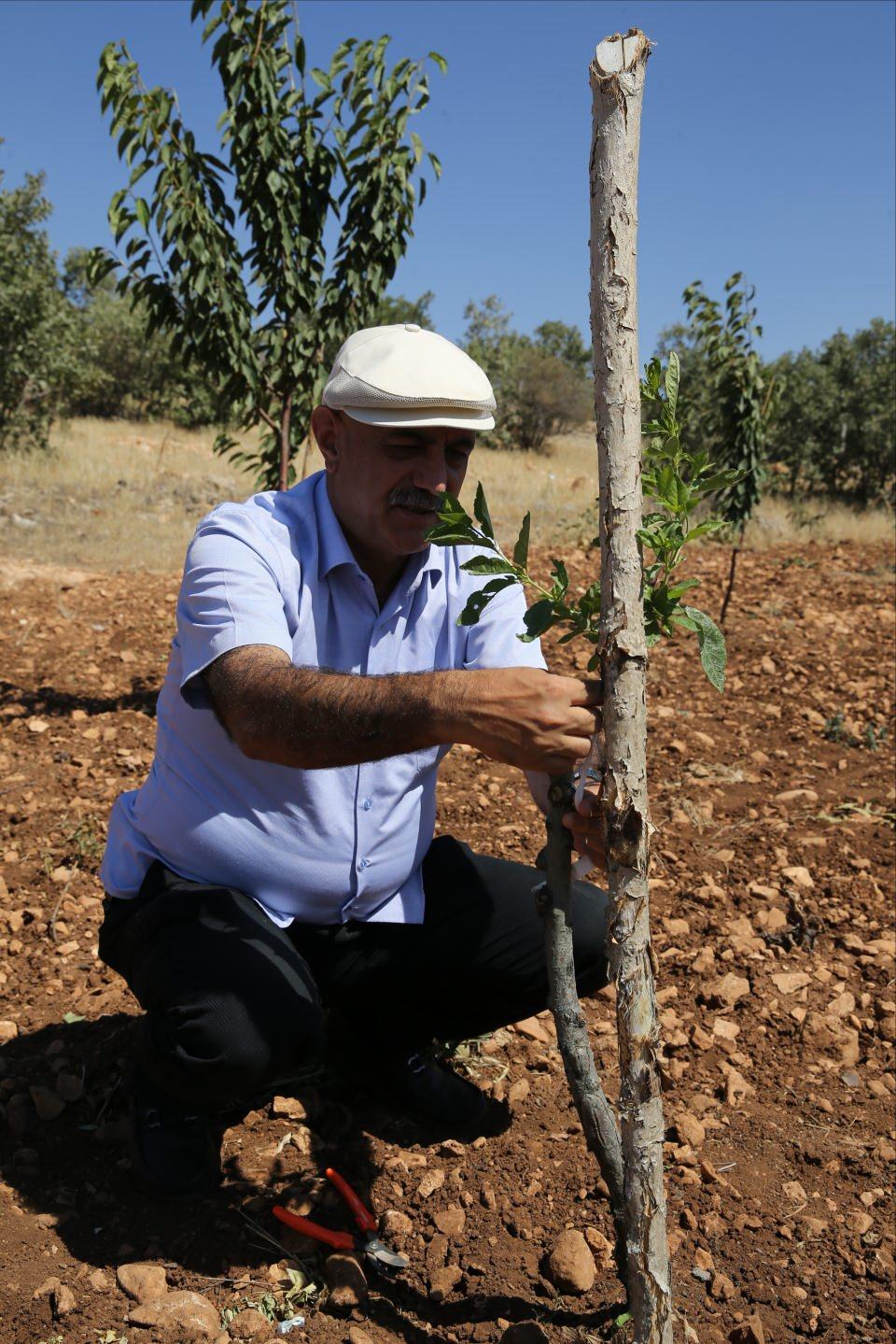 <p> Kulaktan dolma bilgilerle, 'Bu bölgede şu yetişmez.' diye düşünmeden elime ne fidan geçerse buraya dikiyorum. Ağaç sevgisi tarif edilemez. İnşallah karşılığını da Mevla verecektir." diye konuştu.</p>
<p> </p>