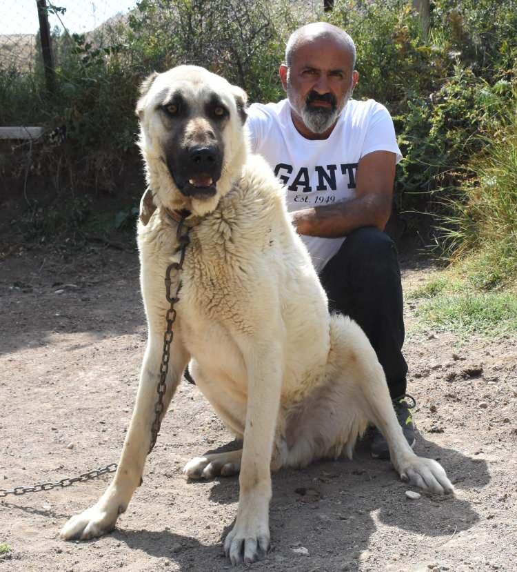 

<p><strong>‘ZEKA KAPASİTESİ ÇOK YÜKSEK’</strong></p>
<p>Kangal köpeğinin aşırı derecede duyarlı bir canlı olduğunu belirten Yalçınkaya, "Sahibi bulunduğu ortama geliyorsa havlama şekli farklıdır, yabancı biri geliyorsa havlama şekli farklıdır. </p>
<p>” _msthidden=”A” _mstalt=”53092468″ _msthash=”99″><br />
						</figure>
</p></div>
<div>
<p>						<!-- Gallery Item - Header --></p>
<div>
							<!-- Page - Count --></p>
<p><span _mstmutation=