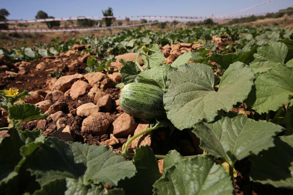 <p>Bu üretimin masraf gerektirdiğini, emek istediğini vurgulayan Bulut, "Toprak cömerttir. Hizmetini yaparsan sana karşılığını verir. Geçen yıl sonbaharda diktiğim kayısıların bu sene meyvesini yedik. Ağaçlar küçük olduğu için tadımlık olarak meyve vermeye başladı. Böğürtlen ağaçlarımız meyve açtı, hünnap ağaçlarımız şu anda tomurcuklanmış. Bahçeye diktiğim her türden meyvenin yetişeceğine inanıyorum. Bu konuda umutluyum. Deneyimlerimi çiftçilerle de paylaşmayı düşünüyorum." dedi.</p>
<p> </p>
