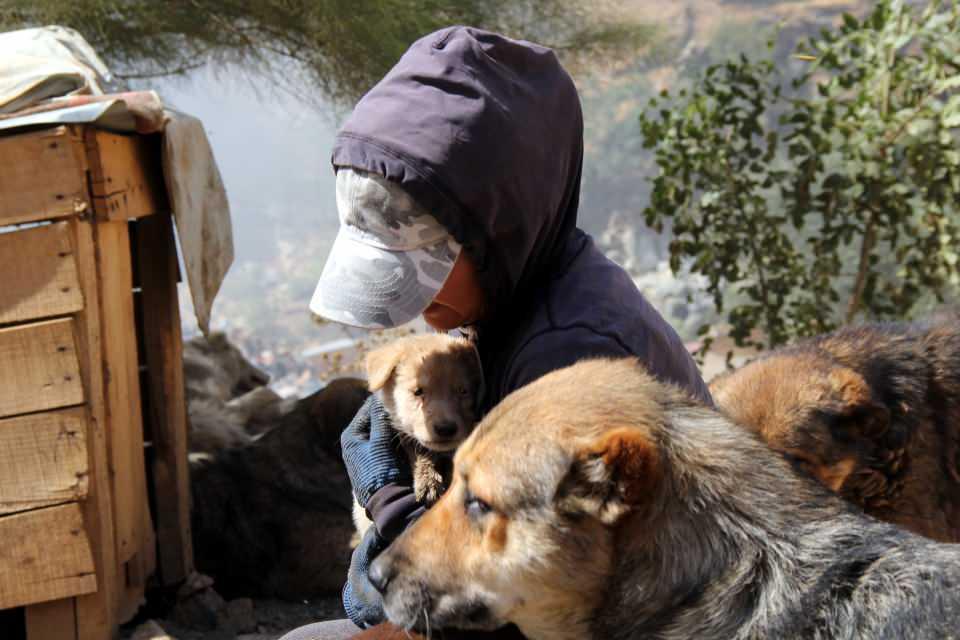 <p>Onlarca başıboş köpeğin bulunduğu alanda yanında getirdiği yiyeceklerle hayvanları besleyen Yıldız, yaralı olanların da bakımını yapıyor. Yıldız'ın geldiğini fark eden köpekler bir anda otomobilin çevresinde toplanıyor. Köpekleri sevip ilgilenen Eda Kırkıcı Yıldız, besleyip bakımlarını da yapıyor.</p>
<p> </p>