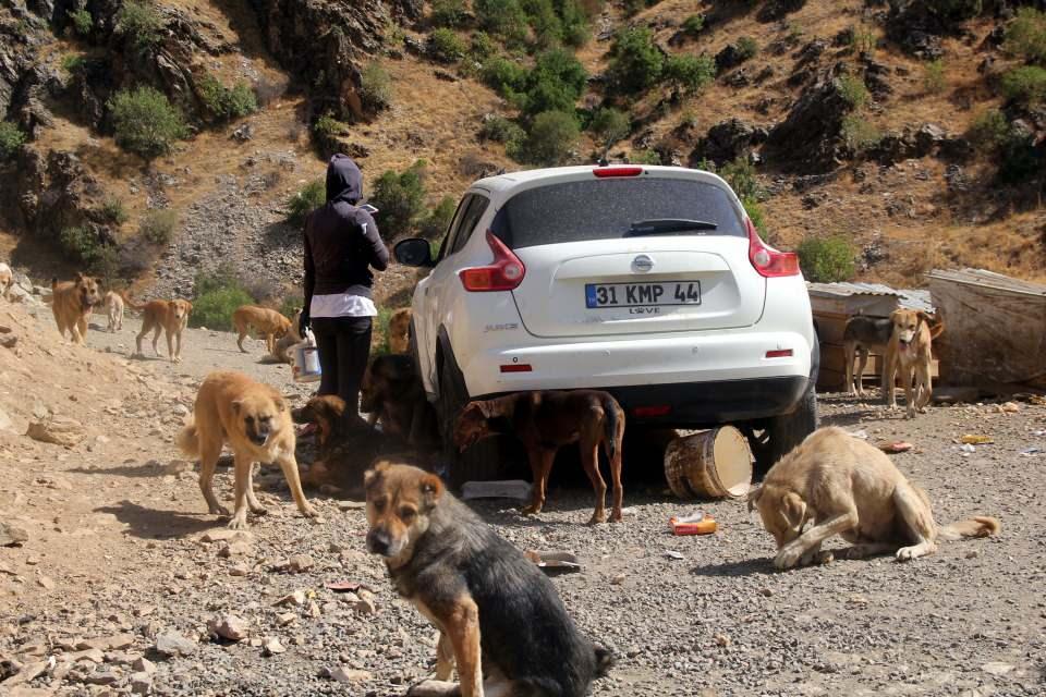 <p>Yıldız, okuldan arta kalan zamanlarında bölgedeki sokak köpekleriyle ilgilendi, onların bakımını yapıp, besledi. Hayvanseverlerin de desteğiyle onlar için kulübeler koyduğu bir alan oluşturan Yıldız, bu yıl tayin hakkı olmasına rağmen, köpekler nedeniyle ilçeden ayrılmayı düşünmüyor.</p>
