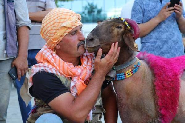 <p>Akcan, Aşağıseyit Mahallesi'nde 28 Ağustos'ta Türk çoban köpekleri ırk standartları yarışması ile başlayacak etkinlikte, 29 Ağustos'ta da sudan koyun geçirme yarışmasının gerçekleştirileceğini ifade etti.</p>
<p>Akcan, koyunların atlaması için Büyük Menderes Nehri'nde su sıkıntısı olmadığını, Işıklı Barajı'ndan gelen yeterli suyun bulunduğunu bildirdi.</p>