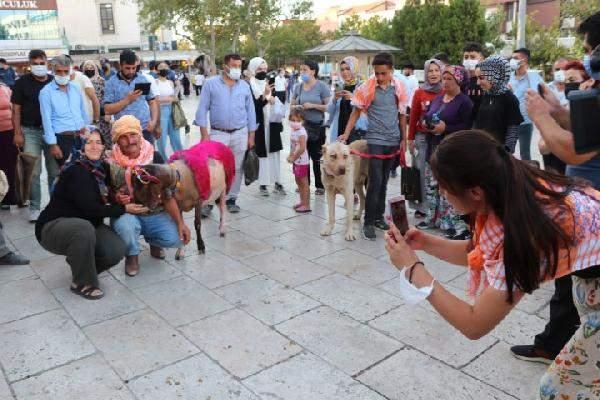 <p>Akcan, Aşağıseyit Mahallesi'nde 28 Ağustos'ta Türk çoban köpekleri ırk standartları yarışması ile başlayacak etkinlikte, 29 Ağustos'ta da sudan koyun geçirme yarışmasının gerçekleştirileceğini ifade etti.</p>
<p> </p>