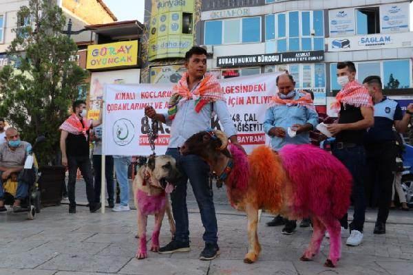 <p><span style="color:#000000">Çobanın istenileni başarmasına karşın bey, yine de kızını kendisine vermez. Kızının aşkından hastalanıp ölmesi üzerine bey tarafından kovulan çoban, ömrünü kaval çalarak dağlarda geçirir. Yöre halkı, bu aşktan etkilenerek her yıl sudan koyun geçirme yarışması düzenler.</span></p>