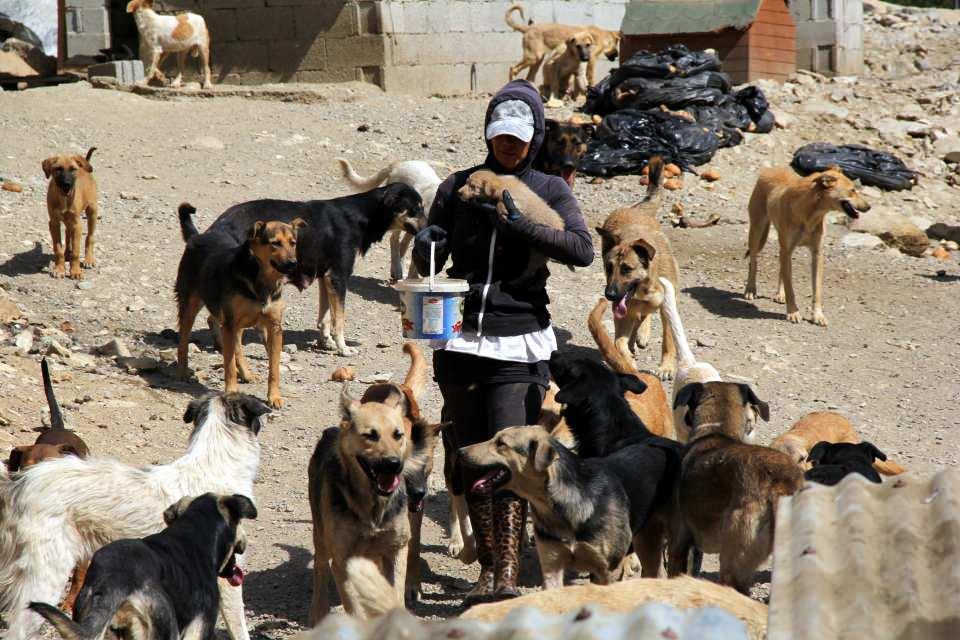 <p>Hakkari'de, İngilizce öğretmeni Eda Kırkıcı Yıldız (39), tayin hakkını, beslediği sokak köpekleri nedeniyle erteleyerek, "Köpeklere benim gibi bakacak birini bulana kadar burada kalacağım" dedi.</p>
<p> </p>