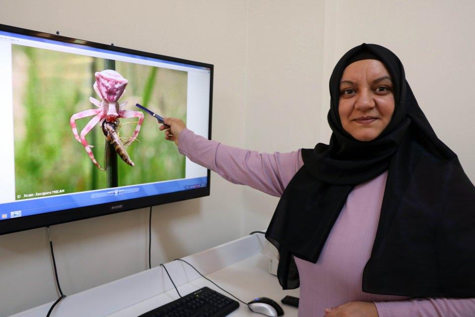 <p><strong>“Halk arasında insan yüzlü örümcek olarak biliniyor”</strong></p>

<p>Yozgat Bozok Üniversitesi Ziraat Fakültesi Bitki Koruma Bölümü Başkanı Doç. Dr. Gamze Pekbey de, “Örümceğimiz yengeç örümceği familyasından Thomisidae familyasına ait olan bir tür. Tomisyus onistus ismini verdiğimiz bir tür. Bu türe baktığımız zaman insan yüzlü örümcek olarak ülkemizin pek çok yerinde haberlere konu olmuş bir tür olarak bunu görüyoruz. Bunlara insan yüzlü denmesinin nedeni örümceklerde abdomen kısmında desenlemelerin olması. Bu da halk arasında yüzü varmış gibi algılanıyor ve insan yüzüne benzetildiği için bu örümcek insan yüzlü örümcek olarak isimlendiriliyor” şeklinde konuştu.</p>

<p> </p>

<p> </p>
