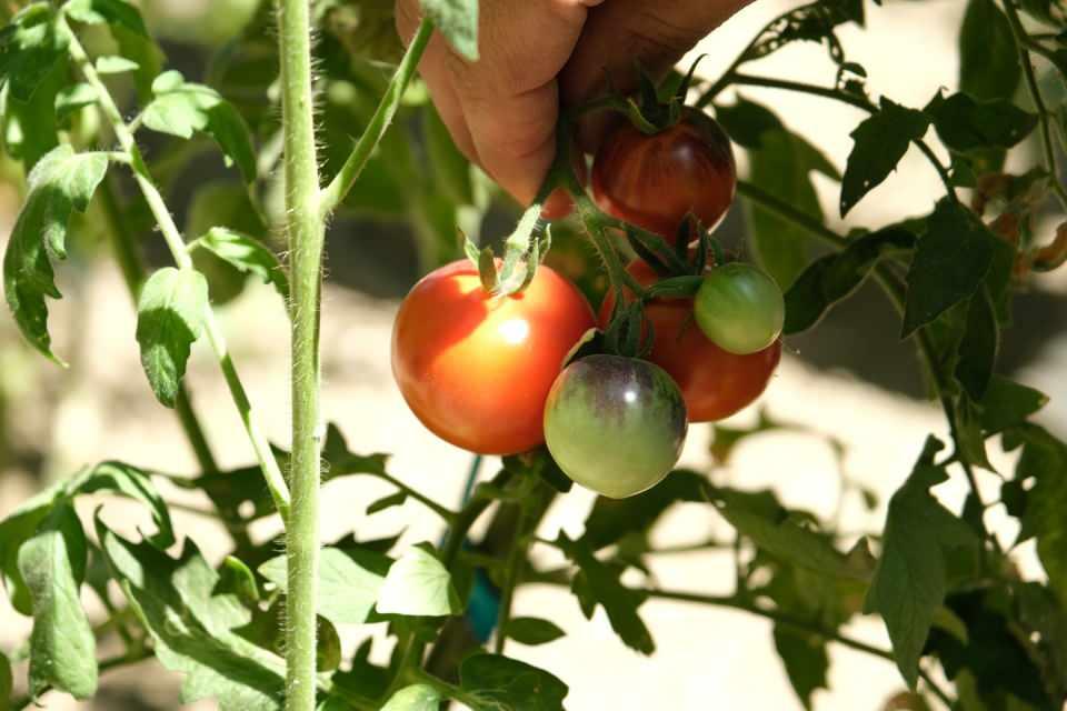 <p>Önümüzdeki dönemde ürüne geçecek 20-25 çeşit daha domatesim var. Bu sene 20’ye yakın biber çeşidi, 20’nin üzerinde patlıcan çeşidi var. </p>
