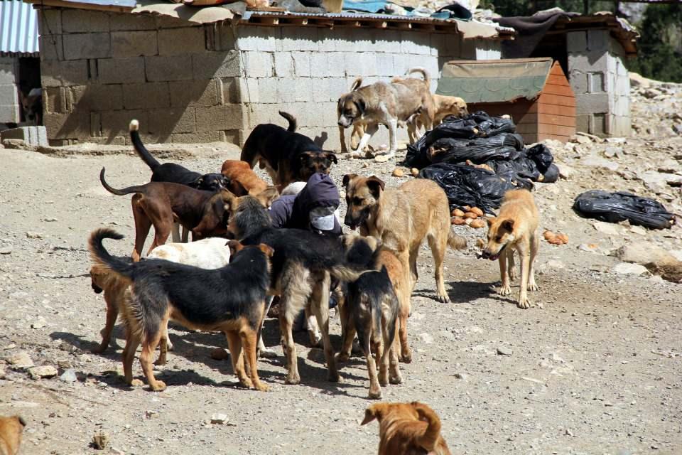 <p>Irak ve İran sınırının kesiştiği noktada bulunan Şemdinli ilçesinin Kayalar köyündeki Kayalar Ortaokulu’nda 4 yıldır İngilizce öğretmeni olan Eda Kırkıcı Yıldız, burada görev yaptığı süre boyunca, bir yandan da sokak köpekleri için mücadele verdi. </p>
