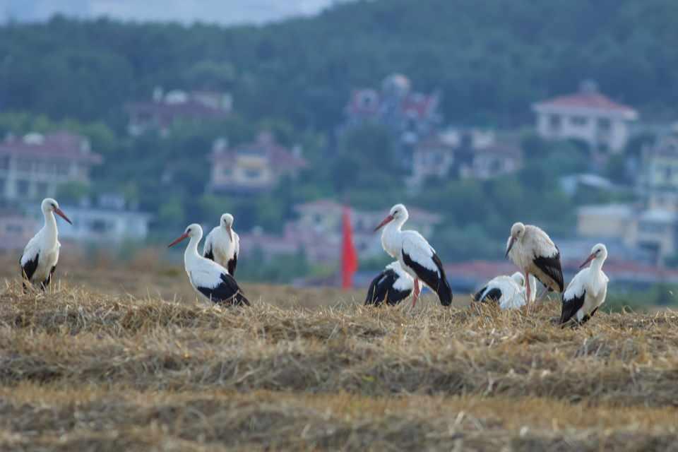 <p>Trakya'dan Hatay'a kadar olan göç yolundaki şehirlerin semalarında, bugünlerde binlerce leyleği görmek mümkün. </p>