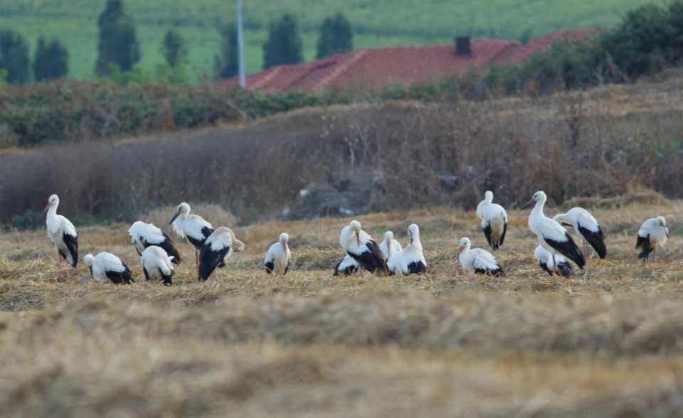 <p>Göç sırasında, gündüzleri kara üzerinde uçan leylek, geceleri dinlenir" diye konuştu.</p>