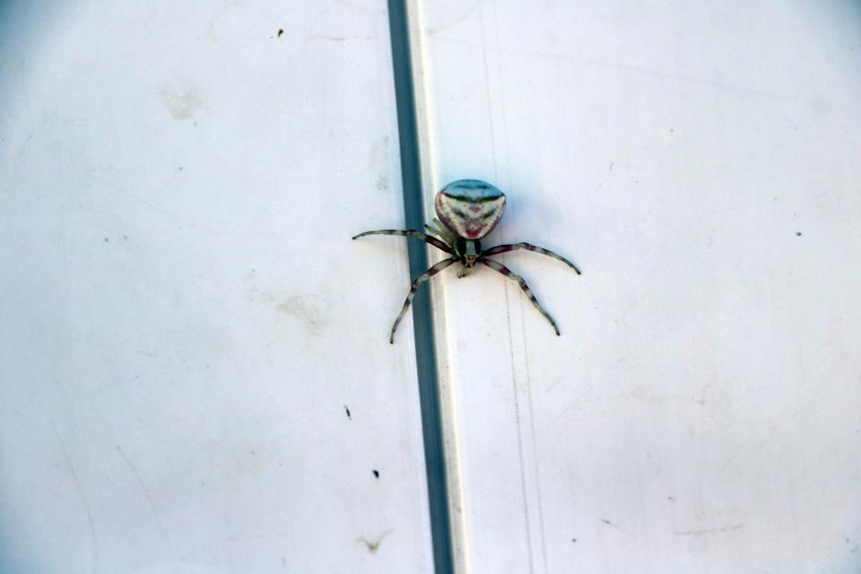 <p>Ördekçi, örümceği Yozgat Bozok Üniversitesi Ziraat Fakültesi Bitki Koruma Bölümü Başkanı Doç. Dr. Gamze Pekbey’e teslim etti. Bilimsel araştırmaların ardından örümceğin, Ziraat Fakültesinde bulunan böcek müzesine kaldırılması planlanıyor.</p>

<p> </p>
