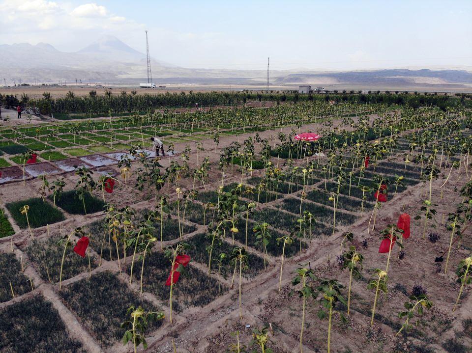 <p>Satış konusunda sıkıntı yaşamıyoruz. Bu arazileri yeni yeni işlendiği için bütün gücünü biz alıyoruz. Karpuzlarımız çok büyükler hatta bir tanesi 28 kilo gelmişti. Çevre köylerden de çok memnunuz." diye konuştu.</p>