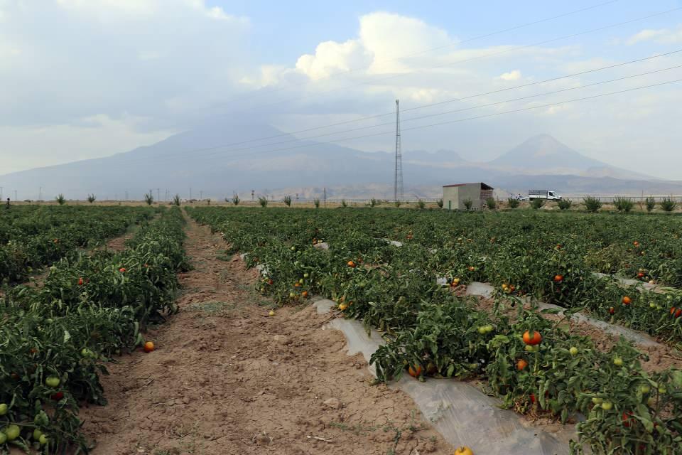 <p>Koç, cennet hurması, kayısı, elma ve çeşitli meyve ağaçlarının da bostanda bulunduğunu belirterek, daha fazla arazi alarak bahçesini büyütmeyi planladığını dile getirdi.</p>
<p> </p>
