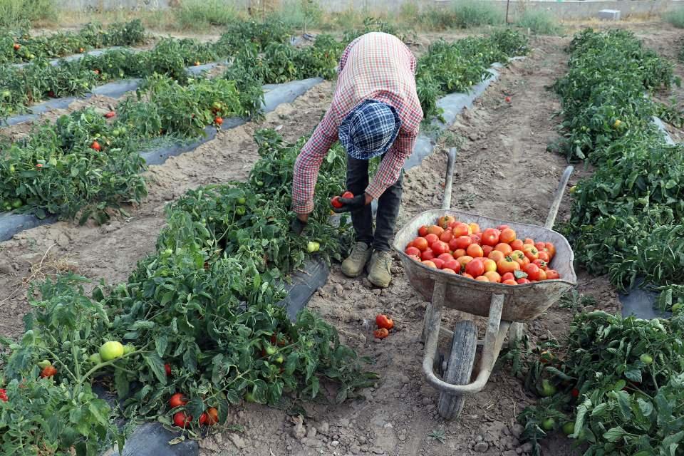 <p><strong>- "'Burada arpa bile yetişmez' diyenler oldu"</strong></p>
<p>Emek verilen işte başarının kaçınılmaz olduğunu aktaran Koç, şunları kaydetti:</p>
<p>"Burası için çok emek verdik. 'Burası çöldür, sıcağa dayanmaz, toprağı soğuğa dayanmaz, sele maruz kalmış bir topraktır, arpa bile yetişmez.' diyenler oldu. Bostanımıza yaklaşık 1 milyon lira harcadık.</p>