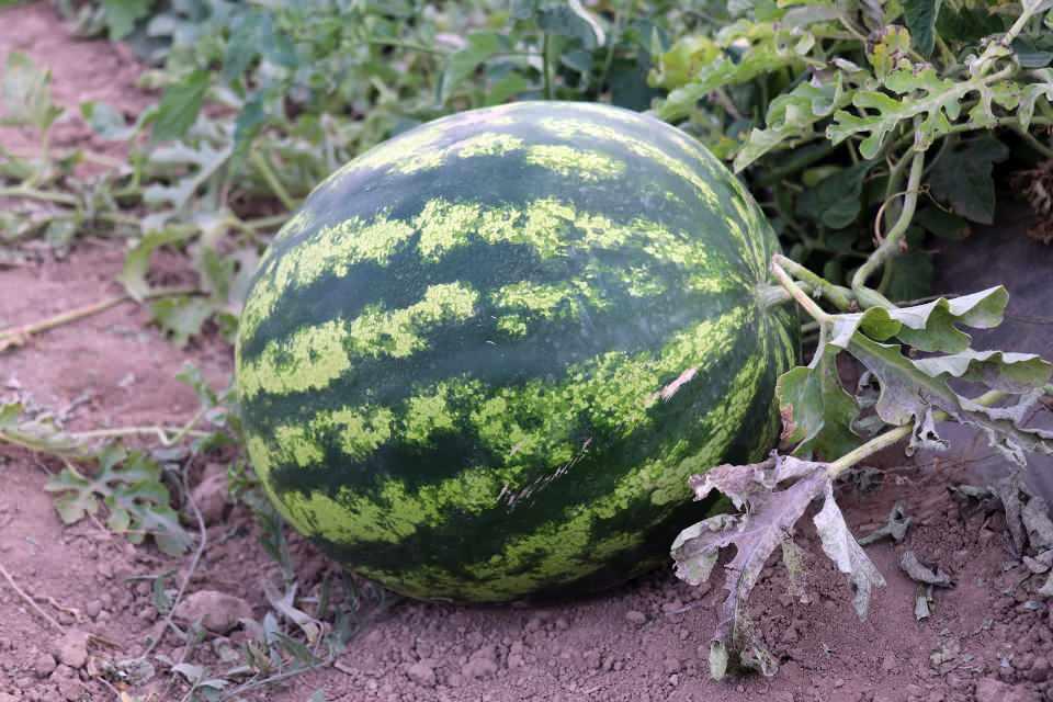 <p>Sondaj ile su bulup ardından trafo kurdurarak bölgeye elektriğin gelmesini sağlayan Koç ile Eren, kum fırtınası ve rüzgarın yoğun olduğu bölgede el ele vererek arazinin altyapısını 2 yılda tamamladı.</p>

<p> </p>
