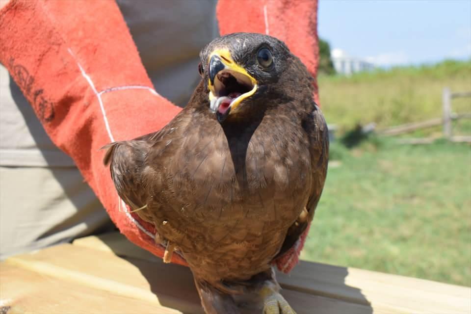 <p>Düzce'de bitkin halde bulunan küçük orman kartalı, rehabilitasyon sürecinin ardından doğaya bırakılacak.</p>
<p> </p>