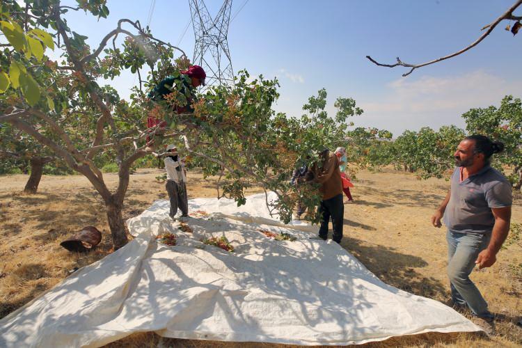 <p> Elazığ'da doğal olarak yetişen menengiç ağaçlarını Gaziantep'ten getirdikleri aşılarla fıstık ağacına dönüştüren üreticilerin yetiştirdiği fıstıklar, kalitesiyle ihracatçı firmalardan talep görüyor.</p>

