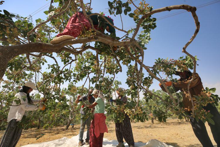 <p>Kentin eski yerleşim yeri Harput ve çevre köylerindeki birkaç üretici yaklaşık 25 yıl önce arazilerinde doğal olarak yetişen menengiç ağaçlarını aşılamak suretiyle fıstık ağacına dönüştürdü.</p>
