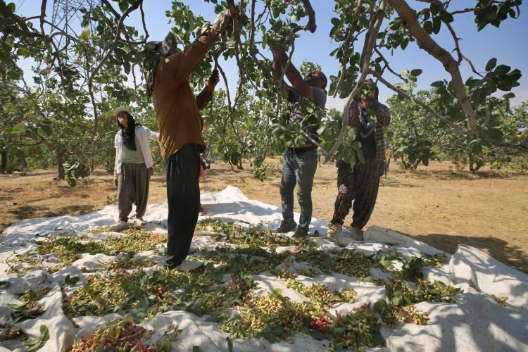 <p>Dönüştürülen ağaçların 3 yıl içerisinde ürün vermeye başlaması üzerine ilerleyen süreçte Gaziantep'ten getirdikleri uzman ekipler ile yaklaşık 5 bin menengiç ağacını fıstığa dönüştüren üreticiler, verimde ve rekoltede artış sağladı.</p>
