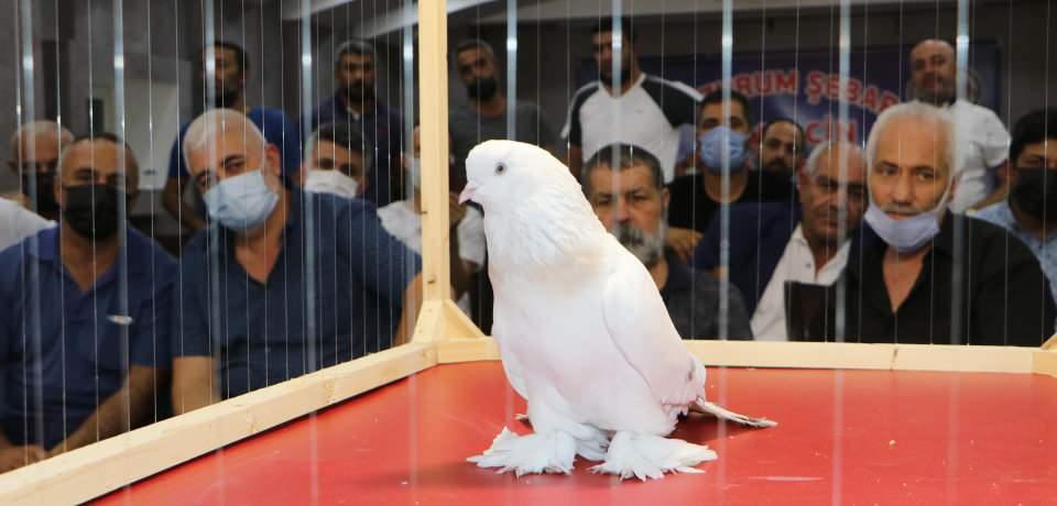<p>Buraya gelerek çok güzel kuşlar gördük. Gelenler kümeslerinde ciddi kürenklerin olduğunu söylediler. Biz de çok mutlu oluyoruz. Çünkü buraya getirdiğimiz insanların güzel kuşlar görmeleri lazım. Fenerbahçe'nin efsane başkanlarından Aziz Yıldırım da hem oyun kuşu hem de Şebap meraklısıdır. Bu güvercinleri besleyen çok kişi var. Camia elit bir camia. Doktoru, avukatı ve iş adamı bu kuşlardan yetiştiriyorlar."</p>
<p> </p>