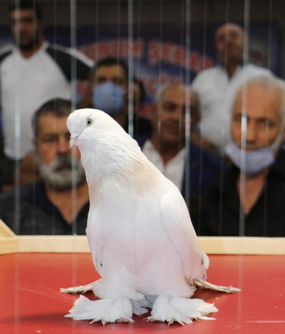 <p>Katılımların ilerki sergilerde daha çok artacağını düşünüyoruz. Güvercin kalitesine göre fiyat bulur. Bugün 500 liraya da şebap güvercini alabilirsiniz 100 bin ve üzerine de. Önemli olan kalitesi normlarına uygun şebaplığı çok önemlidir. Erzurum özellikle kürenk kuşunda çok ileriye giden bir şehrimiz. </p>
