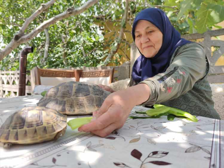 <p><span style="color:#800080"><strong>Amasya'nın Suluova ilçesinde yaşayan 71 yaşındaki Zekiye Artut, bahçesinde beslediği 3 kaplumbağaya özenle bakıyor. </strong></span></p>
