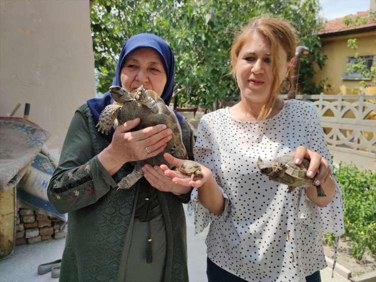 <p><span style="color:#800080"><strong>Kaplumbağaların yemeyi sevdiği ürünleri bahçesine ektiğini dile getiren Artut, onları marul, salatalık, lahana, salam ile beslediğini söyledi.</strong></span></p>
