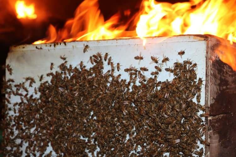 <p>Edirne'de meralık alanda çıkan yangının sıçradığı kovanların kapaklarını açan üretici çok sayıda arının alevlerden uzaklaşmasını sağladı. </p>
