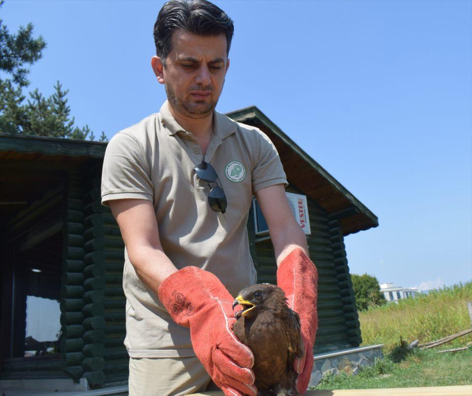 <p>Doğa Koruma ve Milli Parklar Şube Müdürlüğü ekipleri, Kaynaşlı ilçesine bağlı Yeşilyurt köyü yakınlarındaki ormanlık alanda küçük orman kartalı olduğu ihbarı üzerine bölgeye gitti.</p>
<p> </p>