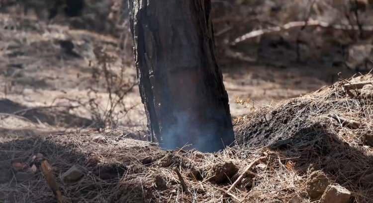 <p>Manavgat ilçesi Yeniköy mevkisinde başlayıp aynı gece Akseki Kepezbeleni'nde çıkan ikinci yangınla birleşerek 10 gün süren yangında 75 bin hektarlık alan zarar gördü. Türkiye'nin en büyük orman yangını olarak tarihe geçen Manavgat yangını, 6 Ağustos'ta söndürüldükten yaklaşık bir hafta sonra, yanan alanlarda maki türü hayıt çiçekleri olmak üzere birçok bitki türü küllerin arasından filizlenmeye başladı.</p>
