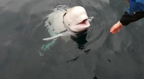 <p>Sinop Su Ürünleri Yüksek Okulu’nda görev yapan öğretim üyesi Yaşar Tarakçı’nın incelemeleri sonucunda Aydın’ın 4.5 metre uzunluğunda olduğu tespit edildi</p>

<p> </p>
