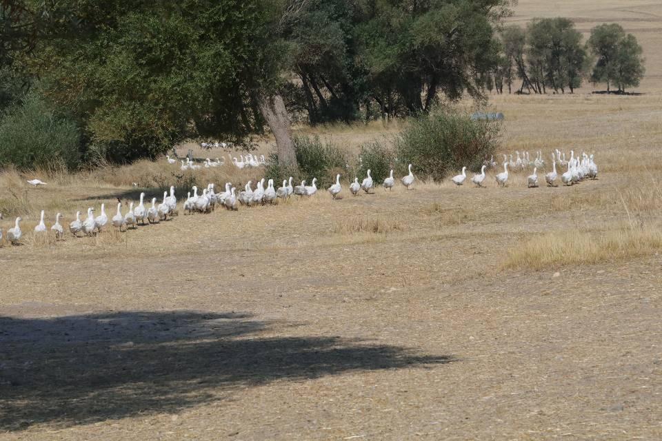 <p>Tarım ve Orman Bakanlığının "Genç Çiftçi Projesi"nden 2017 yılında yararlanan Ölmez, aldığı destek ile tesisini büyüttü. Ölmez, üretimini her sene artırarak bu yıl 5 bin kaza ulaştı.</p>

<p> </p>
