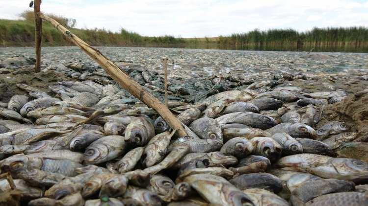 <p>Kırklareli'nin Lüleburgaz ilçesi Çengelli köyündeki gölette toplu balık ölümleri yaşandı. </p>
