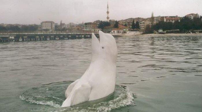<p>1992 yılında Rusya Bilimler Akademisine bağlı bir araştırma havuzundan kaçan beyaz balina Türkiye ile Rusya arasında büyük bir krize neden olmuştu. Sinop halkı tarafından adeta sevgi selinin oluşturulduğu bu balina ile ilgili yıllar sonra bir iddia ortaya atıldı. </p>
<p> </p>