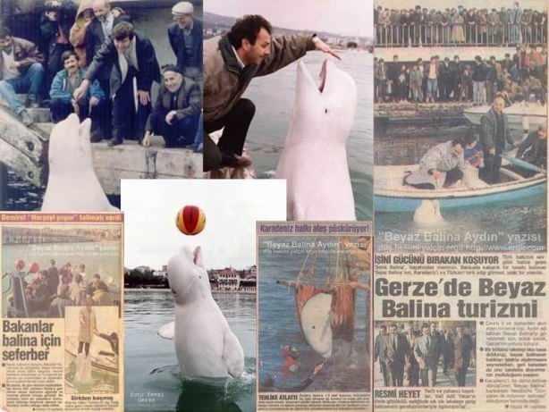 <p>2000'li yılların başında ise Beyaz Balina Aydın ile ilgili dikkat çeken haberler ortaya atıldı. 1992 yılında Sinop’un Gerze açıklarında görünen ve Gerzelilerin “ AYDIN” adını taktıkları Beyaz Balina’nın aslında bir rus ajanı olduğu ve üzerinde taşıdığı verici ile o yıllar Sinop’ta bulunan Amerikan radar üssü ile ilgili görüntülü bilgi topladığı iddia edildi. Gerzelilerin “AYDIN “adını verdikleri beyaz balina’nın Ruslar tarafından konulan ismi ise “ THİSKA “idi ve balina’nın rütbesi çavuştu.</p>

<p> </p>
