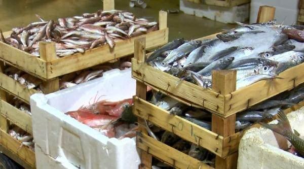 <p>“İSTAVRİT TEZGAHTA 50-60 LİRAYI BULABİLİR"</p>
<p>Balıkçı Hakan Görmüş “Bu sezon ilk çekilen ağlarda istavrit var, mezgit çok az tekir balığı var. Şu anda başlangıç olarak çoğunlukla istavrit tutuldu. Tekir balığı geldi, çinekop yok. Lüfer şu an gözükmüyor ama bu 10 günlük süreçte netleştirebiliriz bunu. İstavrit 20,25 lira civarında burada satışı var şu anda. Balıkçıların ve reislerin söylediğine göre bir öngörü olarak bu sene palamut zayıf olacak. Hamsi, istavrit, barbun, tekir bu ürünler mevcut. İstavritin bugünkü fiyatı burada 25-30 lira civarında Balık Hali'nden çıkışı var. Tezgahlarda bu 50-60 liraya kadar çıkabilir. Çünkü üzerlerine maliyetleri biniyor, işçilikler biniyor. Tekir şu anda burada 50 lira 60 lira. Tezgahlarda 80-90 liraya kadar çıkabilir" dedi.</p>