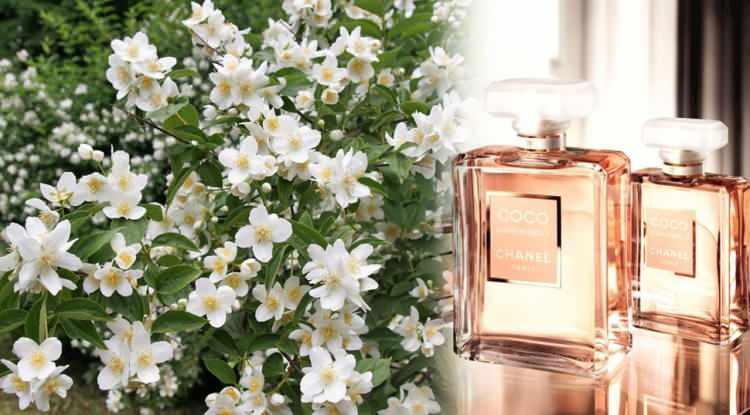 <p><span style="color:#EE82EE"><strong>100 yıllık ikonik parfümler üreten Fransız moda devi Chanel, parfümleri için çiçek tedarik edebilmek adına yeni bir işe atıldı. Dev şirket çiçek tarlaları aldı. Özellikle en çok kullanılan No.5 parfümünün ham maddesi için öncelikle yasemin tarlası satın aldığını açıkladı.</strong></span></p>
